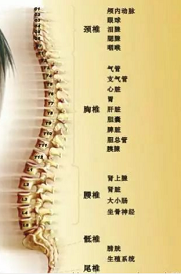 “身子骨”超声骨密度仪测量仪防病祛病关键的切入点在于“养骨”