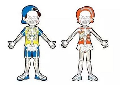 超声骨密度检测仪品牌耦合剂涂抹式讨论骨的生长发育过程